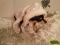 Костюм Снегурочки для маленькой собачки весом 1.5-4.5 кг. Фото 2.