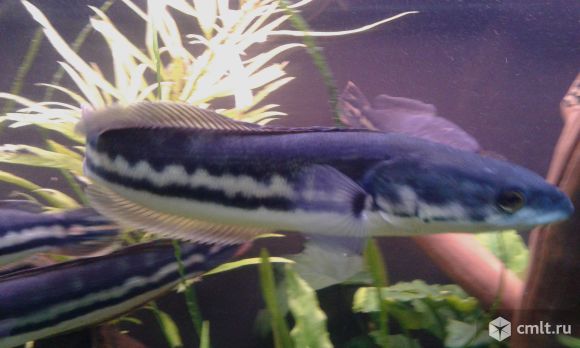 Аквариумные рыбки. Фото 1.