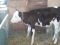 Телочка черно-пестрая от молочной коровы. Фото 3.