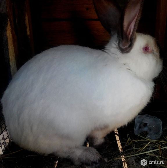 Калифорниец 250