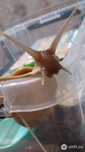 Ахатина ретикулята черноголовая вместе с контейнером для проживания. Фото 1.