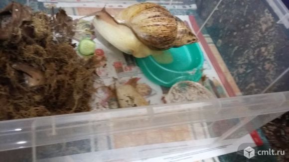 Ахатина ретикулята черноголовая вместе с контейнером для проживания. Фото 3.