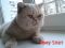 Британского кремового кота для вязки предлагаю. Фото 7.