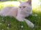 Британского кремового кота для вязки предлагаю. Фото 8.
