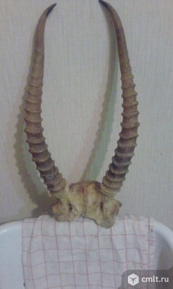 Куплю рога сайгака дорого. Фото 1.