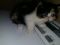 Экзоты котята короткошерстные плюшевые персы. Фото 1.