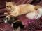 Экзоты котята короткошерстные плюшевые персы. Фото 2.