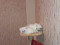 Персидские котята, 1.5 мес., 3 мальчика, окрас белый. Фото 4.