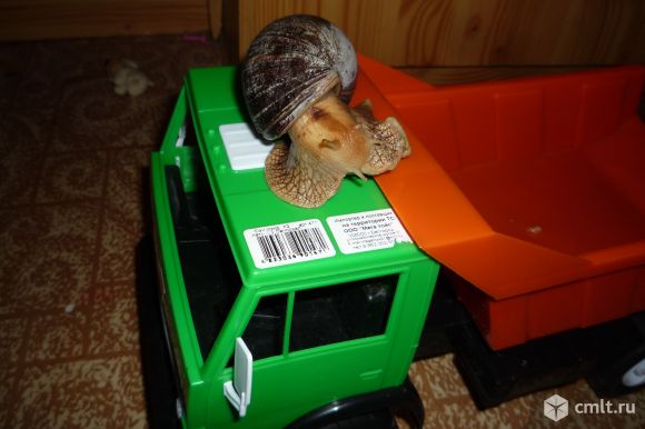 Ахатинки,суббулины. Фото 3.