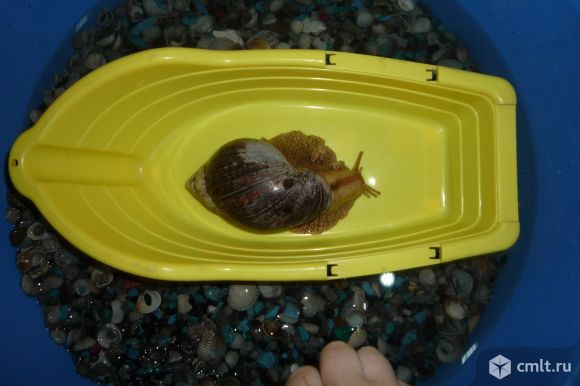 Ахатинки,суббулины. Фото 1.