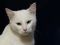 Белоснежный кот. Фото 1.