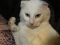 Белоснежный кот. Фото 4.