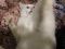 Белоснежный кот. Фото 5.