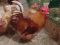 Инкубационное яйцо кур мини мясной палевой , Бресс галльская, Маран, Билифельдер.. Фото 1.