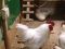 Инкубационное яйцо кур мини мясной палевой , Бресс галльская, Маран, Билифельдер.. Фото 3.