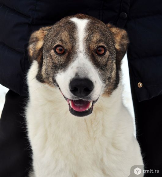 Добрая умная стерилизованная собака ищет дом. Фото 1.