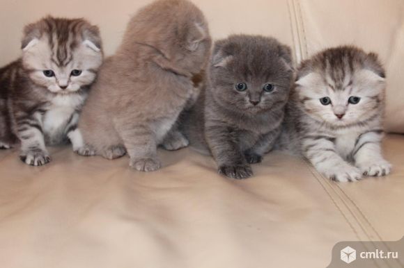 Вязка с шотландским вислоухим. Фото 7.