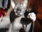 Вязка кота канадского сфинкса. Фото 4.