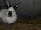 Чистопородные кролики. Фото 1.