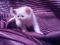 Персидские короткошерстные плюшевые котята экзоты. Фото 2.