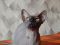 Канадский сфинкс котик. Фото 6.