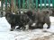 Овчарки кавказской щенки, рождены 15.11.2016 г. Фото 3.