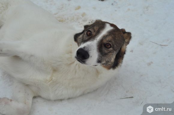Добрая умная стерилизованная собака ищет дом. Фото 8.