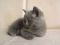 Шотландские котята, вислоухие и прямоухие, 1.5 мес. Фото 5.