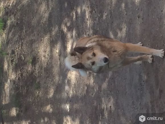 Пропал кобель породы лайка. Фото 4.