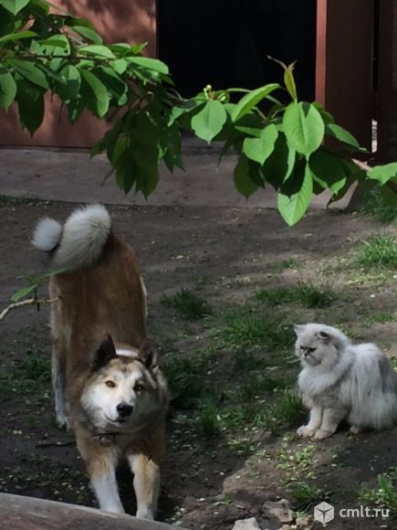 Пропал кобель породы лайка. Фото 1.