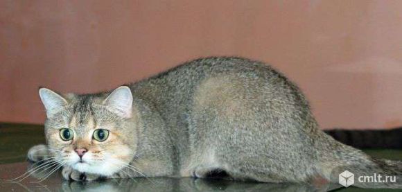 Вязка с котом породы золотая шиншилла. Фото 1.