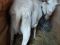 Молочная дойная коза. Фото 1.