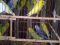 Волнистые попугаи и кореллы. Фото 2.