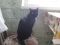 Котенка, 7 мес., мальчик, черный, мышелов, ходит в лоток. Фото 4.
