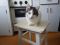Котенка, девочка, 7 мес., окрас серый с белым, ласковый. Фото 4.