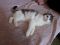 Котенка, девочка, 7 мес., окрас серый с белым, ласковый. Фото 3.