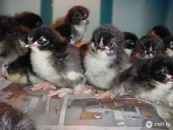 Цыплята московская черная ( мясо яичные ). Фото 1.