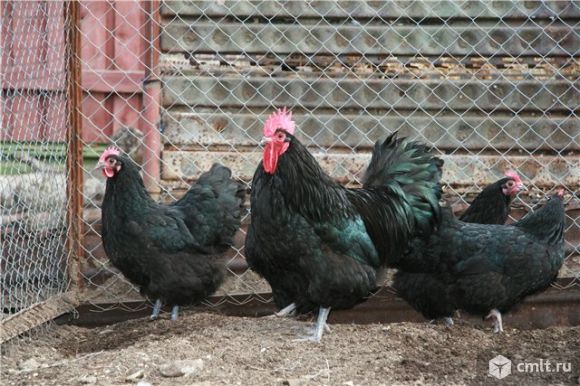 Цыплята московская черная ( мясо яичные ). Фото 2.