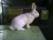 Породистые кролики300. Фото 2.