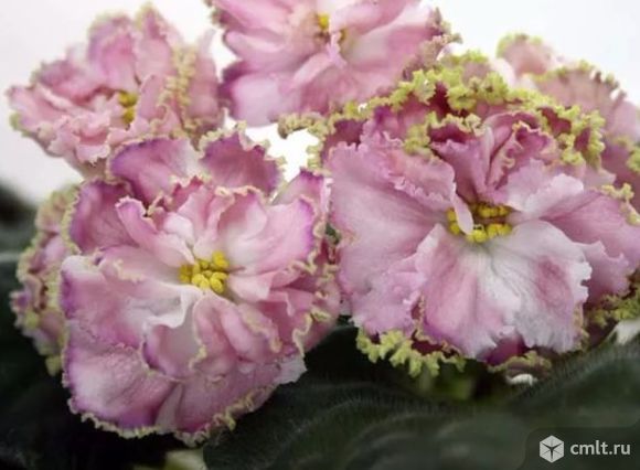 Фиалки узамбарские сортовые. Фото 1.