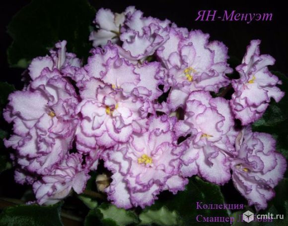 Фиалки узамбарские сортовые. Фото 8.