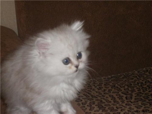 Персидская шиншилла. Фото 1.