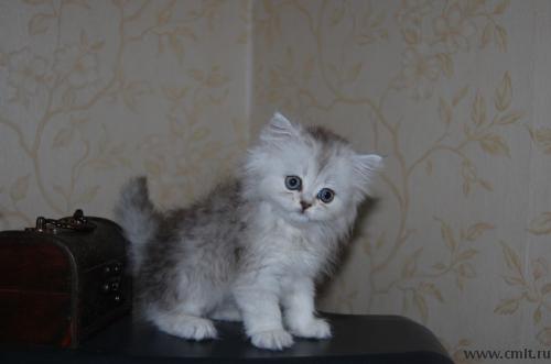 Персидская шиншилла. Фото 3.