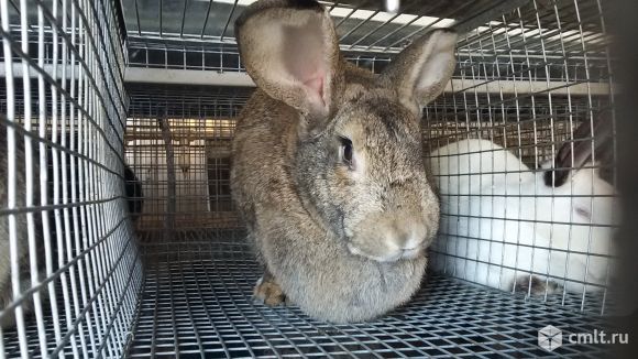 Кролики порода фландр, советская шиншила. Фото 1.