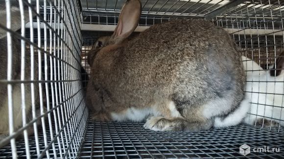 Кролики порода фландр, советская шиншила. Фото 2.