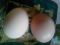 Яйца инкубационные орпингтоны и смешанные. Фото 2.