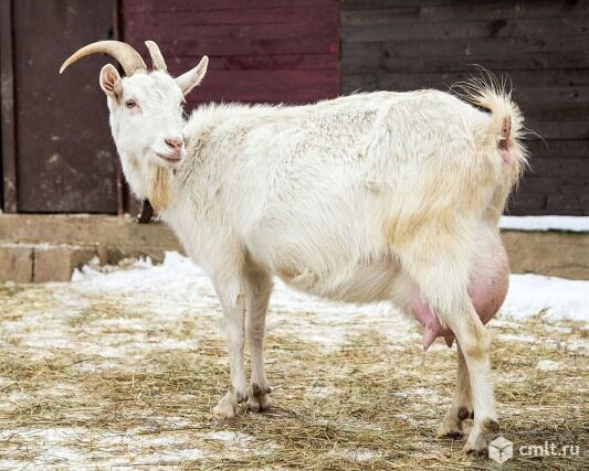 Зааненская коза дойная. Фото 1.