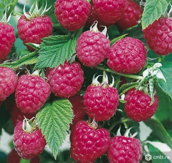 крупная с маленькими косточками, плодоносит целый месяц