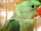 Птенцы большого Александрийского попугая. Фото 6.