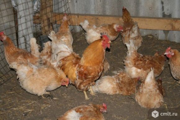 Цыплята мини мясные ( палевые )подрощенные. Фото 1.